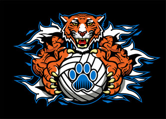 muscular tiger mascot holding volleyball for school, college or league sports