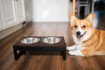 Welsh corgi Pembroke dog waiting for food