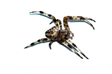 spider on a white background