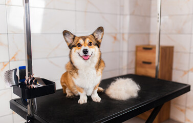 Welsh corgi Pembroke being groomed at the pet grooming spa