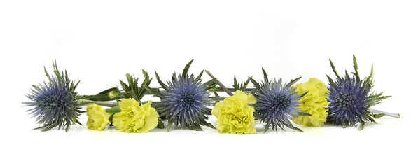 Flowers green carnations and mediterranean sea holly isolated on white background. Border of Blue sea holly thistles, Eryngium bourgatii and Dianthus caryophyllus.