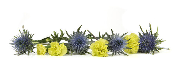 Obraz premium Flowers green carnations and mediterranean sea holly isolated on white background. Border of Blue sea holly thistles, Eryngium bourgatii and Dianthus caryophyllus.