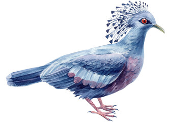 Watercolor tropical bird, crowned dove on a white isolated background, hand drawing