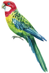 Watercolor tropical birds, parrot on a white isolated background, hand drawing