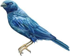 Watercolor tropical birds on a white isolated background, hand drawing