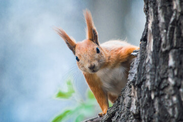 squirrel on a tree