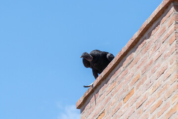vulture buitre zopilote negro Coragyps Atratus 