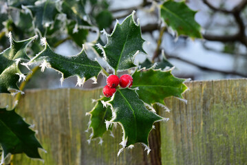 Frosty green Holly Bush leaves with a cluster of vibrant red berries.