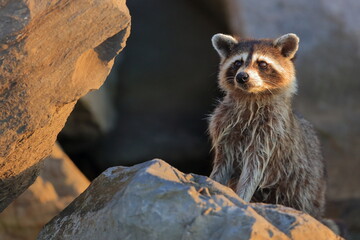 Raccoon, Procyon lotor, Saint Andrews Sate Park, Florida, USA