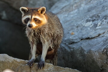 Raccoon, Procyon lotor, Saint Andrews Sate Park, Florida, USA