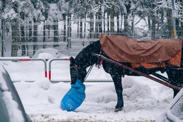 A harnessed horse in the snow eating from a sack in winter