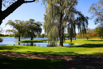 Willows in the park