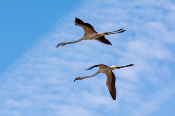 Obraz premium seagull in flight