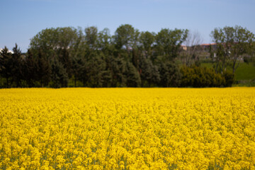 A yellow blooming canola field. No people.