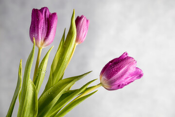 Bouquet of pink tulips on light gray background