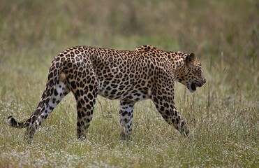 Leopard  - Sri Lankan - Wilpattu NP (Pantera pardus kotiya) © Kamil