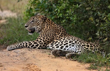 Leopard  - Sri Lankan - Wilpattu NP (Pantera pardus kotiya) © Kamil