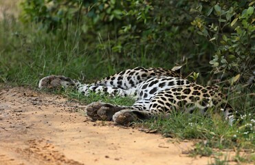 Leopard  - Sri Lankan - Wilpattu NP (Pantera pardus kotiya) © Kamil