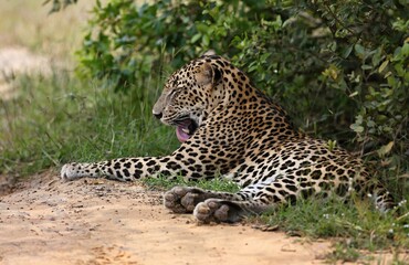 Leopard  - Sri Lankan - Wilpattu NP (Pantera pardus kotiya) © Kamil