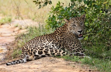 Leopard  - Sri Lankan - Wilpattu NP (Pantera pardus kotiya)