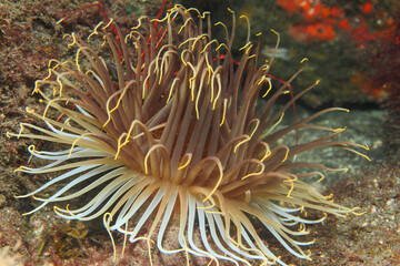 Fototapeta na wymiar cnidarian anemone anemone perches on the rocky sandy seabed with its tentacles at the mercy of the ocean current 