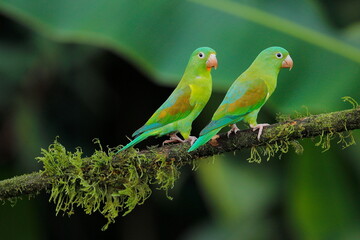 Cobalt-winged parakeet (Brotogeris cyanoptera)