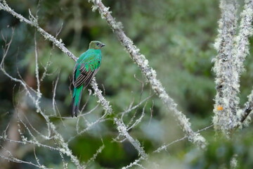 Crested quetza (Pharomachrus antisianus), Costa Rica