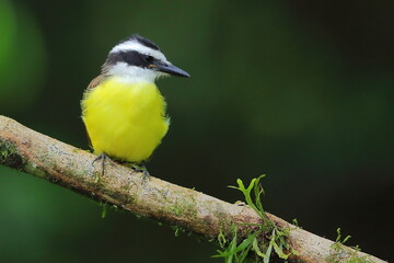 Fototapeta premium Great kiskadee, Pitangus sulphuratus, Costa Rica