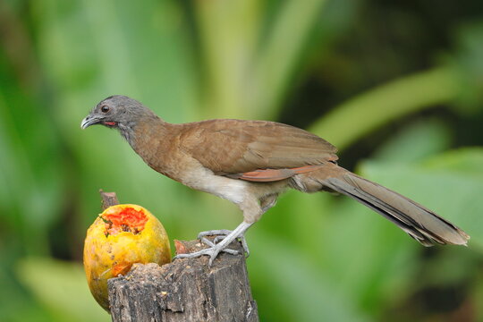 Grey-headed chachalaca (Ortalis cinereiceps), Costa Rica