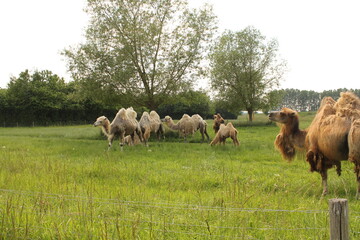 Fototapeta premium a big group camels with young ones is grazing in a green meadow with trees in the dutch countryside