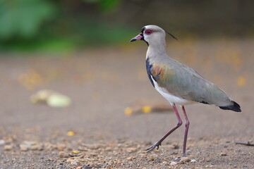 Southern lapwing, Vanellus chilensis, Costa Rica