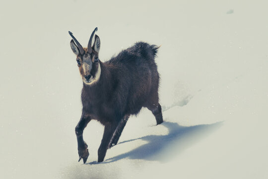 Gams in den Alpen