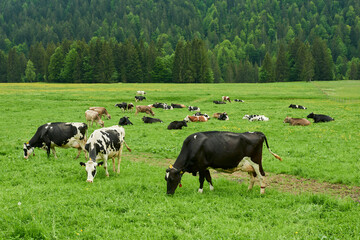 Group of cows grazing in a grassy field in Balderschwang