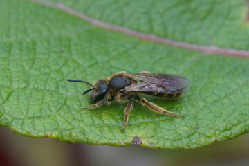 Closeup on a female furrow bee , Lasioglossum calceatum or albipes sitting on a green leaf