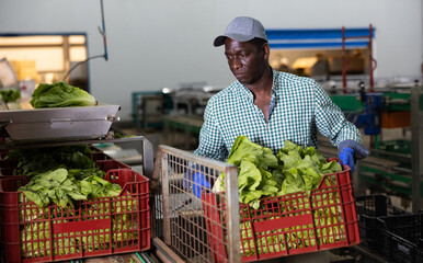 Focused man working on sorting line in vegetable factory, stacking plastic boxes with selected...