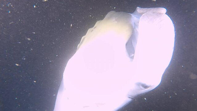 Giant manta rays, ocean fish and saltwater stingrays feeding off sea plankton at night near Hawaii. 