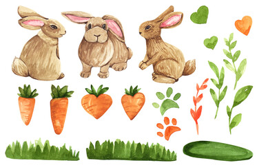 Watercolor hare, orange carrot leaves illustration