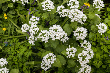 Pachyphragma is a genus of flowering plants belonging to the family Brassicaceae. Its native range is Turkey to Caucasus.