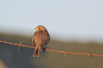 emberiza calandra comúnmente llamado triguero. 