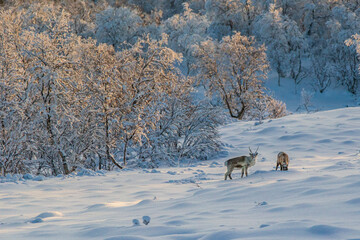 Fototapeta na wymiar Reindeers in a snowy landscape