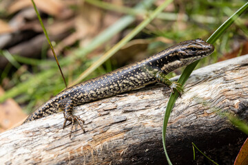 Australian Warm Temperate Water Skink
