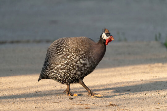 (Numididae) It is the subfamily of the Pheasant (Phasianidae) family with the name Numidinae.