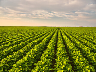 A stunning green soybean field reflecting the hard work of farming