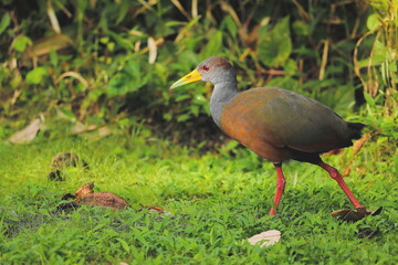 Grey-necked wood-rail (Aramides cajaneus), Costa Rica