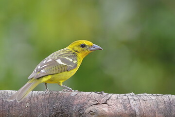 White-winged tanager (Piranga leucoptera), Costa Rica