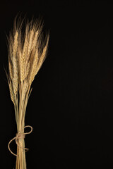 Ears of wheat on a dark background.