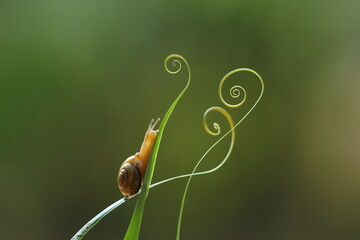small snail on a screw leaf on a green background