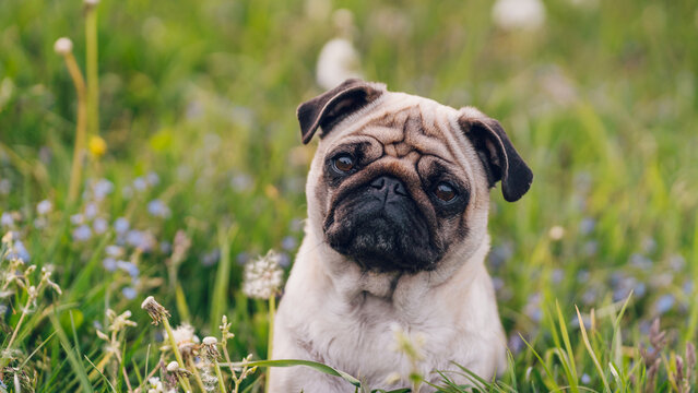 Mops als Model
