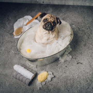 Hundekalender Images – Browse 43 Stock Photos, Vectors, and Video