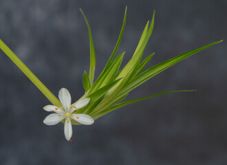 A spider plant blooms with white petals and green leafs against a gray background